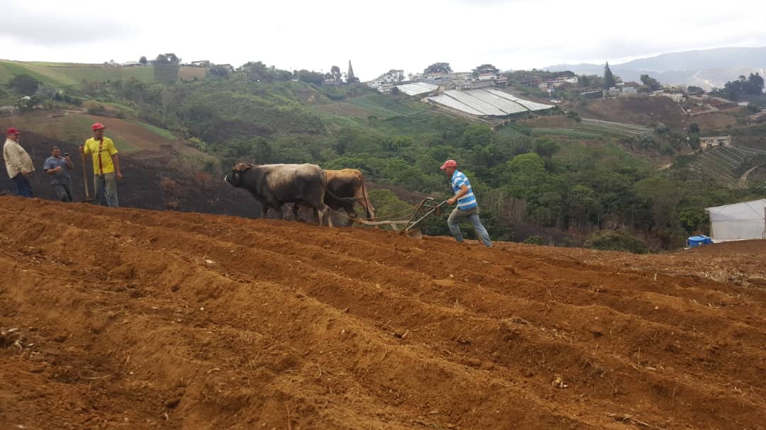 Es tiempo de producir, vamos tod@s al reconocimiento y multiplicación de nuestras semillas autóctonas, junto al INN, el IBE y el Gobierno Bolivariano de Miranda, continúa la Alianza Científico Campesina VENCEREMOS! <a href="/NicolasMaduro/">Nicolás Maduro</a> <a href="/DrodriguezVen/">Delcy Rodríguez</a>  #MoralChavistaAMillón #Uticex