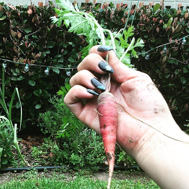 allisonleigh_sm's tweet photo. Found a stray #carrot from a forgotten planting that got eaten by slugs!
#gardentreasure #igrewthis #redcarrots #carrots #veggies
#hyperlocal #socalgarden #growyourfood https://t.co/lXnAniGmue
