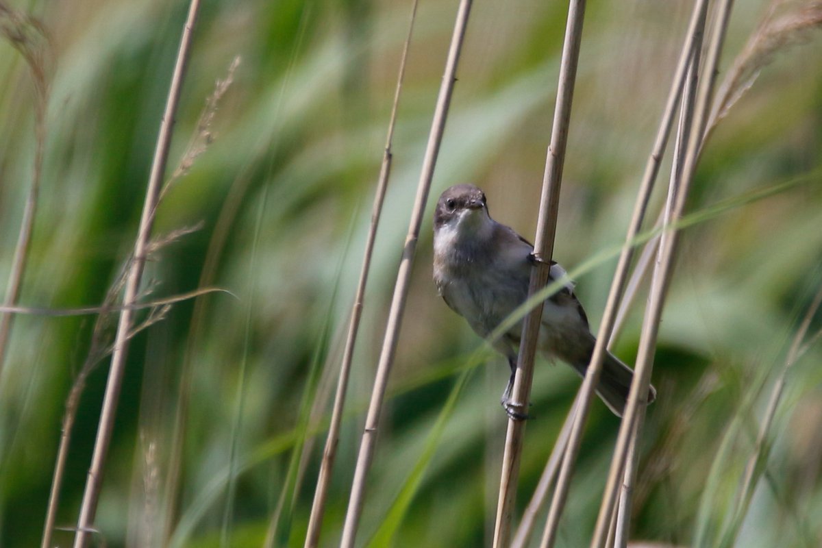 mien_dobbel's tweet photo. Welk vogeltje zou dit kunnen zijn? Een grasmus? Gezien in Everdingen @waarneming #everdingen https://t.co/SdG7L1NCQG