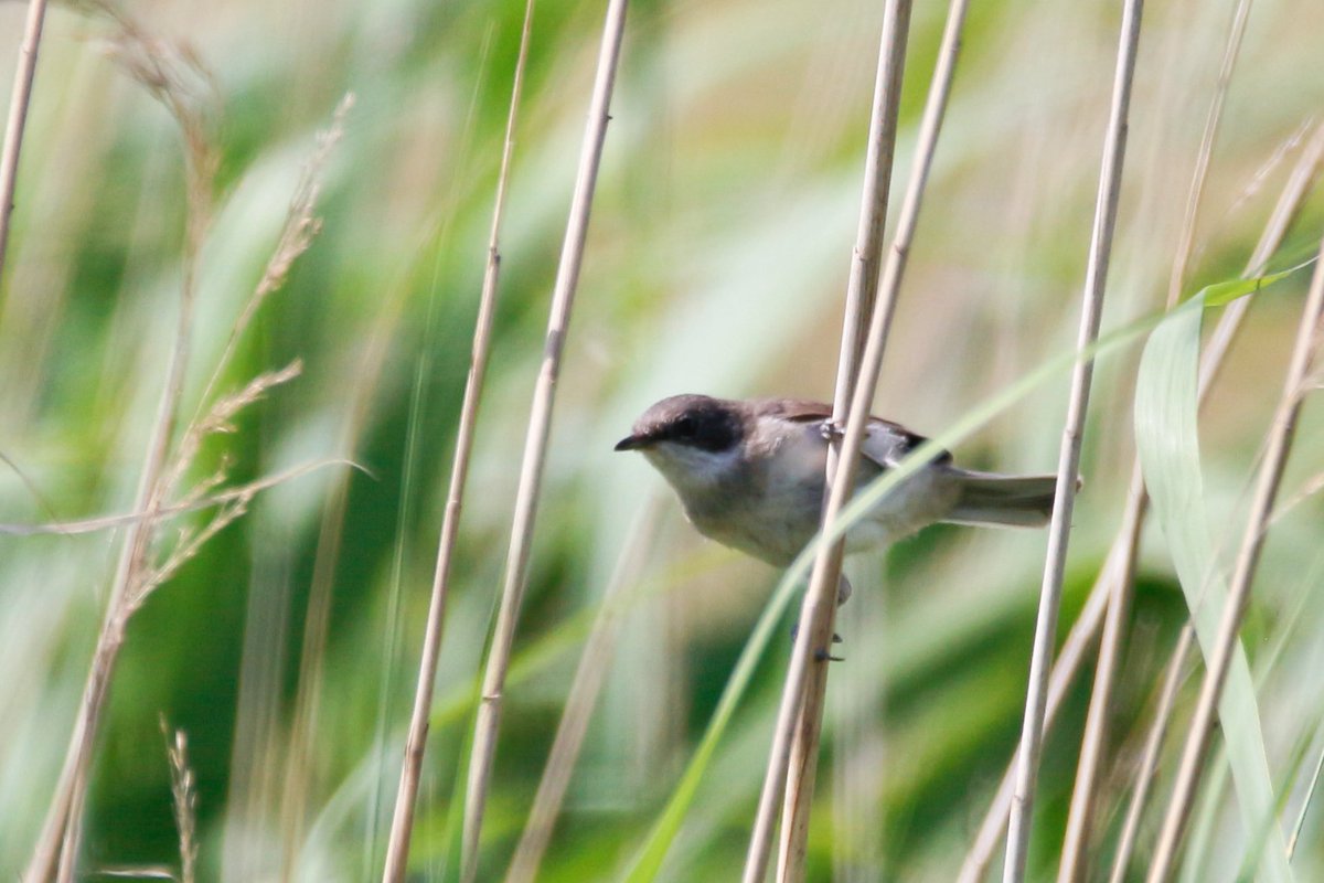 mien_dobbel's tweet photo. Welk vogeltje zou dit kunnen zijn? Een grasmus? Gezien in Everdingen @waarneming #everdingen https://t.co/SdG7L1NCQG
