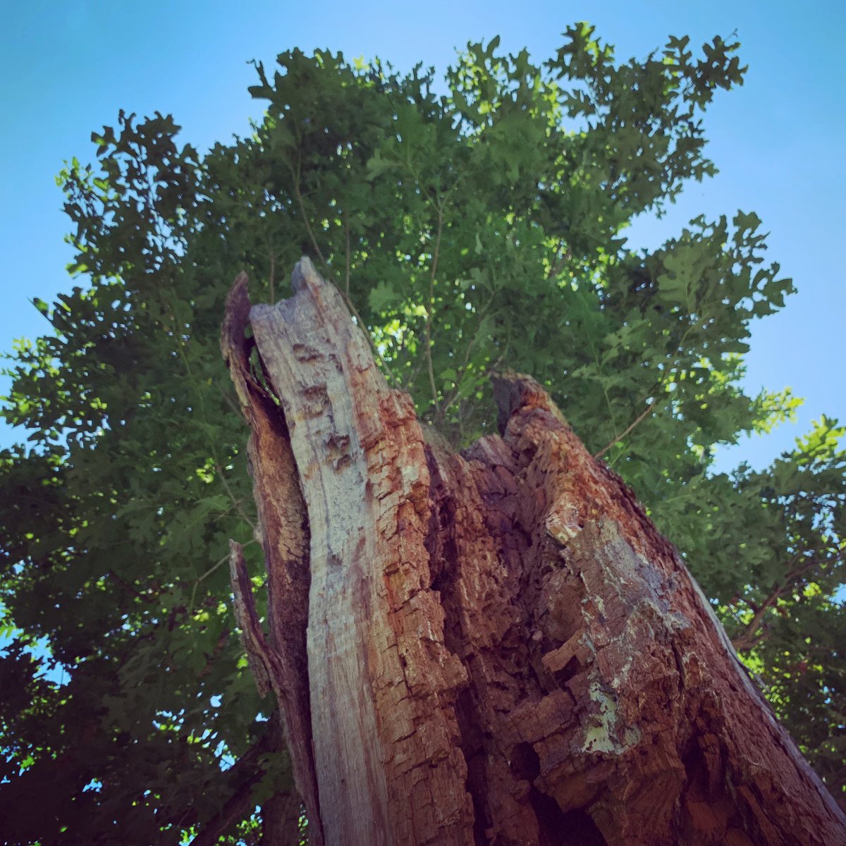 cplong's tweet photo. The summer shade of the #ResilientTree. https://t.co/jYJT6k4VH3