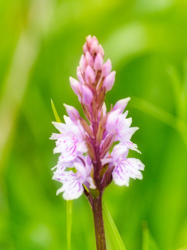 MacroMeandering's tweet photo. common spotted #orchid at Bishop Middleham @durhamwildlife.  Other #orchids just starting to bud.   #naturelovers #NaturePhotography @ThePhotoHour @NatureUK @MacroHour @emelived @rip2ley @MacroPhotoFun @infomacrophoto @PhotosInTheUK #TwitterNatureCommunity #flowerphotography https://t.co/3EgpnuzAPF