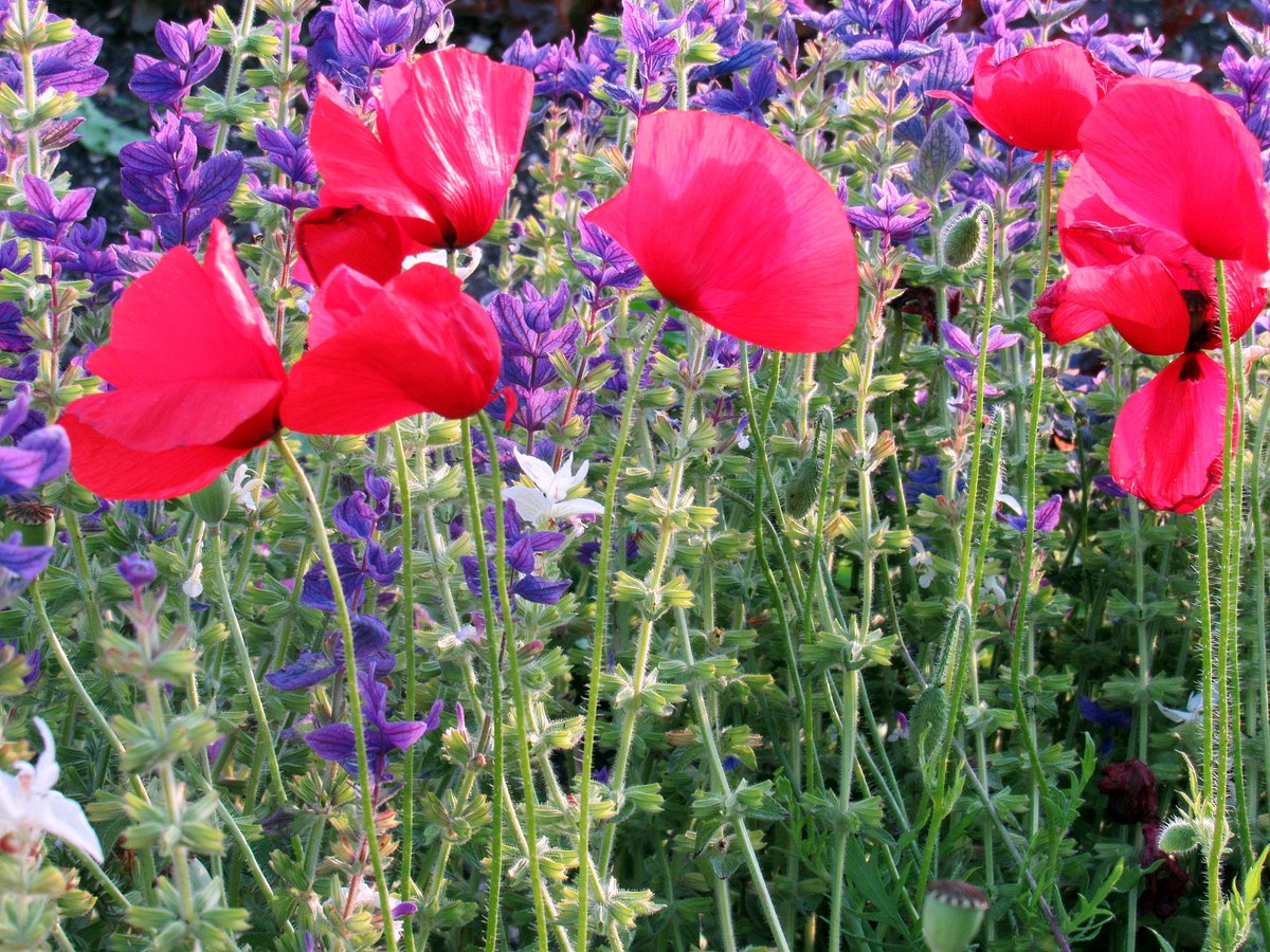 AliDiva_'s tweet photo. Everything in the garden is lovely at Patrick's Patch #Beaulieu @FairweathersGC @Lussas @HollyJGreen https://t.co/DURG3hn2KQ