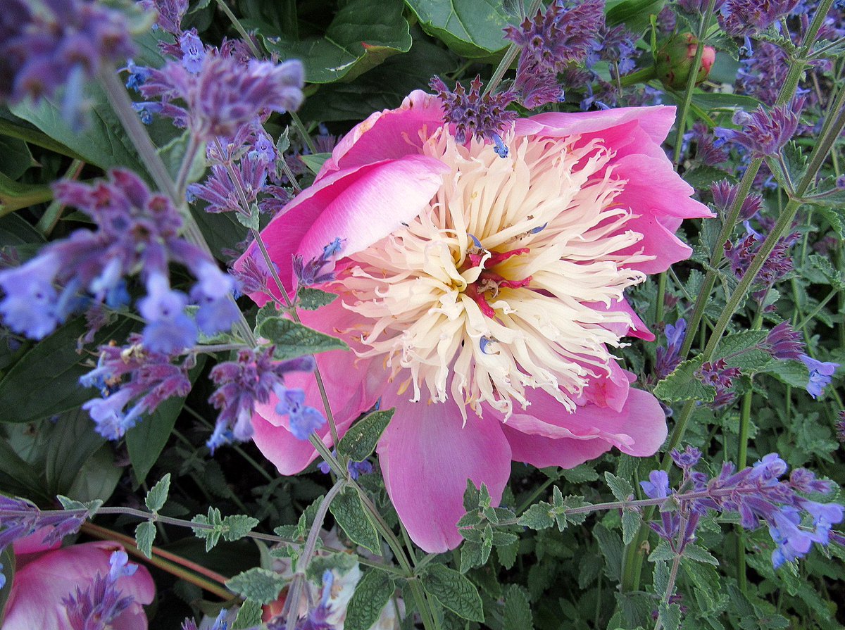 AliDiva_'s tweet photo. Everything in the garden is lovely at Patrick's Patch #Beaulieu @FairweathersGC @Lussas @HollyJGreen https://t.co/DURG3hn2KQ