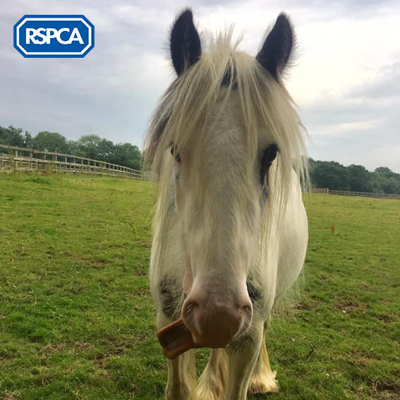 👅🐴 Pretty Polly is a playful pony who's posing for a new pal! She'll happily follow you around all day and loves to learn 🤓 Fancy rehoming this gorgeous girl this #TongueOutTuesday? #FindEachOther: bit.ly/2LlsGTD