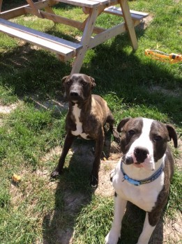 millypod1's tweet photo. Buster was returned home last night, thanks to fast action by
Thames Valley Police LOLA ON LEFT #STILLMISSING
๐09 Oct 2018 #STOLEN #ScanMe Staffordshire Bull Terrier Cross Female
Charlton Village Road #Charlton #Wantage #Oxfordshire #OX12
https://t.co/keOme0mOOo โฆ https://t.co/Q5UTh9qAHi