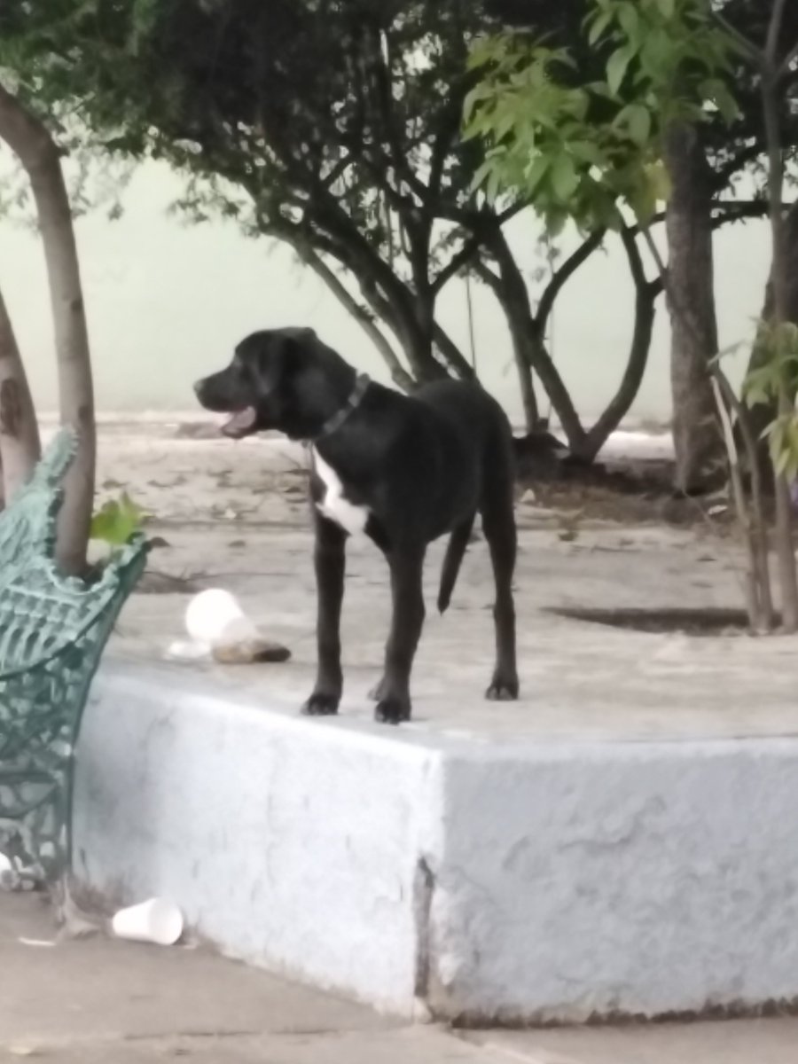 <a href="/MundoPatitas/">Mundo Patitas AC</a>  <a href="/GobCDMX/">Gobierno de la Ciudad de México</a> <a href="/DCoyoacan/">Delegación Coyoacán</a>   Abandonan a perro afuera del metro copilco, dirección universidad, del lado de la unidad latinoamericana