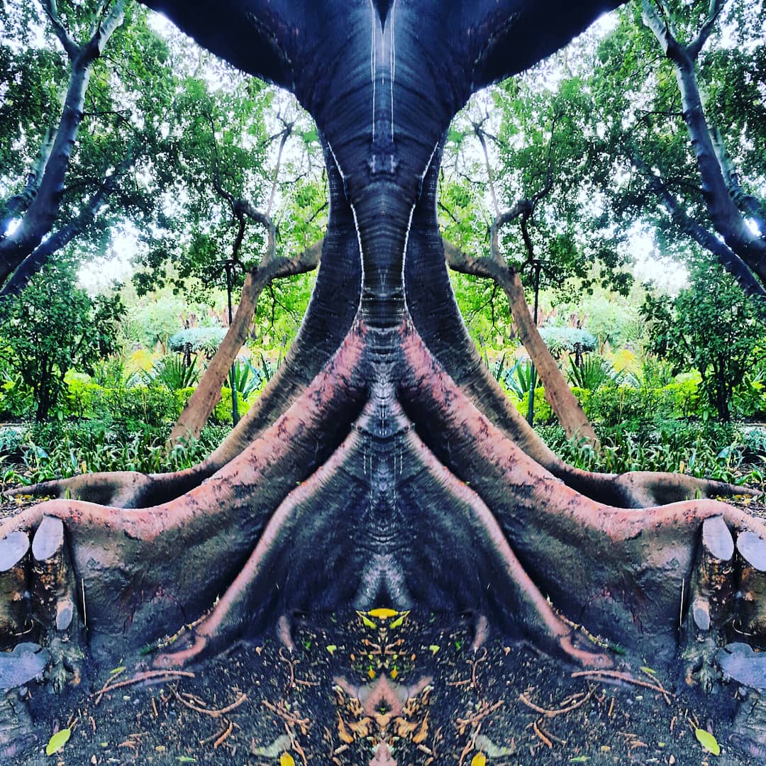 NATURAL ELEPHANT 😃
#beauty #trees #capetown #vibrant #companysgarden #green #power #african #memories #boy #walking #citybowl #southafrica