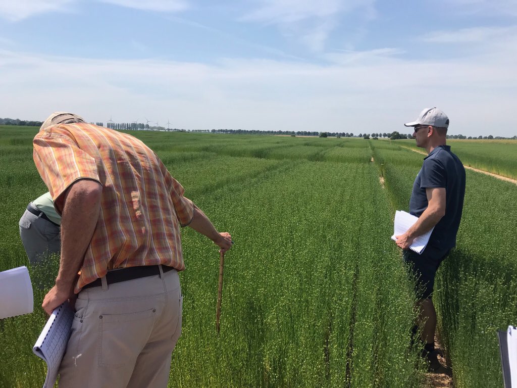 Visite des Essais Lin Fibre #Linea et #Arvalis en compagnie des responsables de teillage des 4 actionnaires de #Linea (Agylin, Coop du Neubourg, Calira et Lin2000) afin d’identifier les lignées les plus adaptées à leur terroirs respectifs : une belle journée ensoleillée !