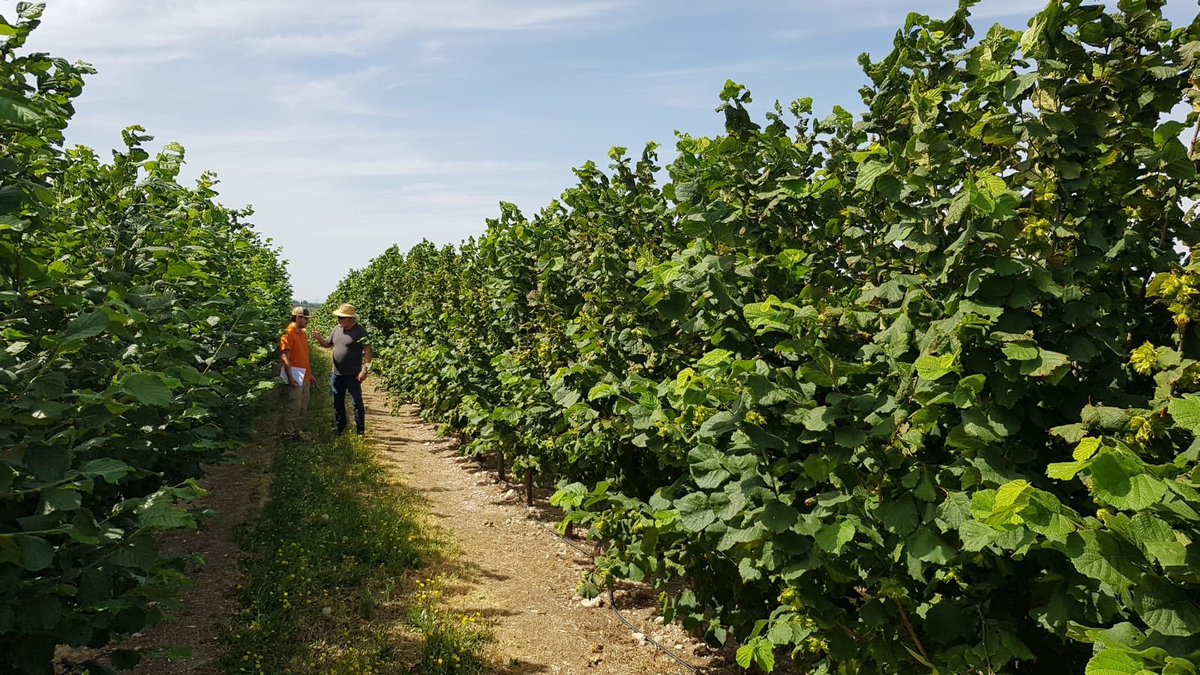 Agromillora_'s tweet photo. Plantación de 4 años de avellanos en La Granja d’Escarp en Lleida. Pluviometria media de 350mm. “Donde no llega la ecología llega la agronomía”. Resultados espectaculares, en unas condiciones donde jamás nadie hubiera apostado por cultivar avellanos
La innovación #itsinournature https://t.co/rlh7musBzT