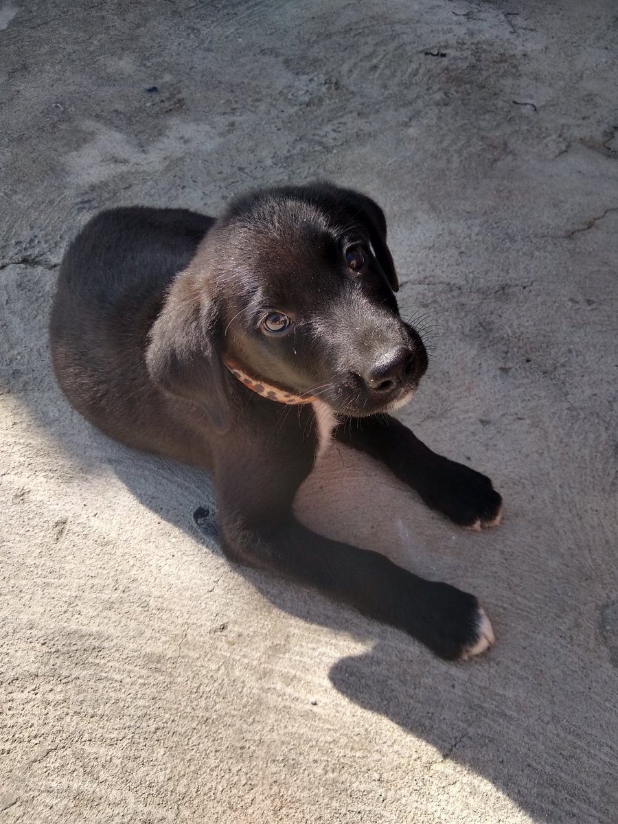 RichardMendes6's tweet photo. Um amor incondicional 🐾 https://t.co/UJuFzYXfxo