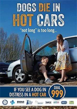 Hope everyone is leaving their pets indoors today 🙏

SOARING TEMPERATURES = HOT CARS --- DOGS, PETS, CHILDREN, ELDERLY PEOPLE IN VEHICLES = DEATH. DON'T. JUST DON'T. NO SECOND CHANCE.
#dogsdieinhotcars