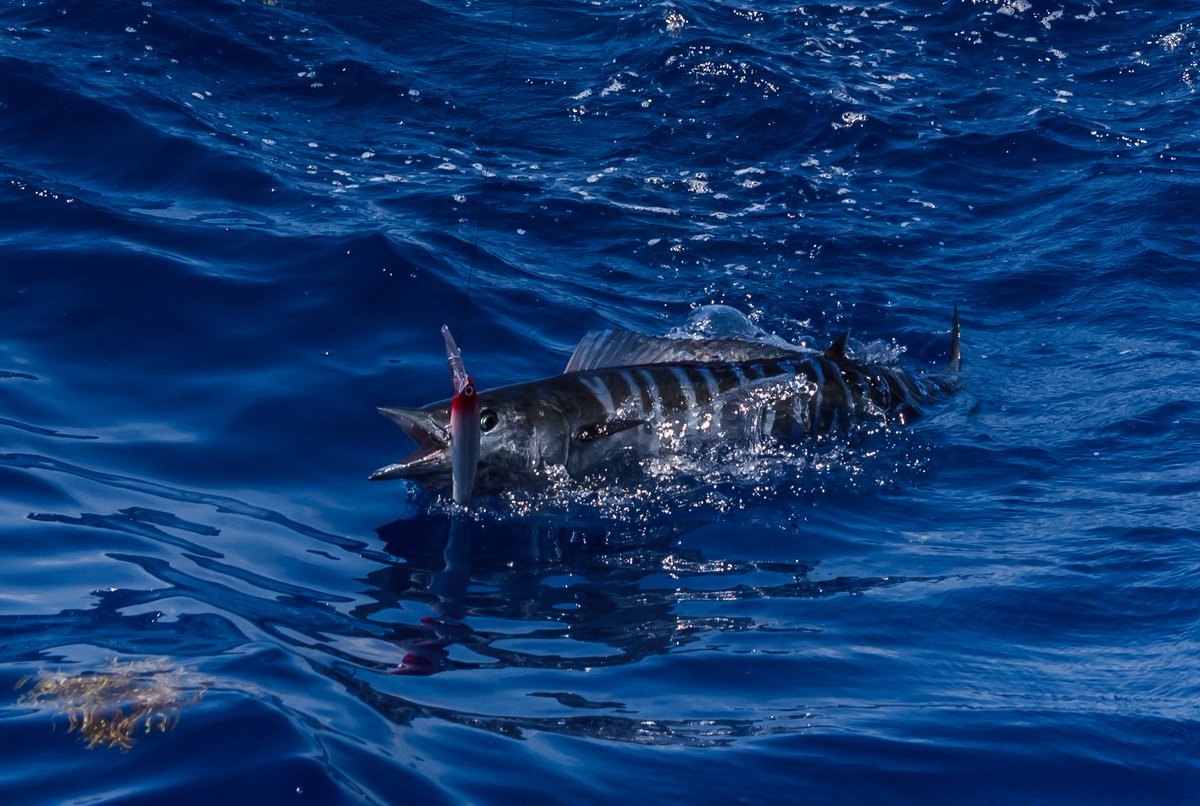 SeaBaseHA's tweet photo. WAHOO! Troop 9 from Austin, TX caught a wahoo on fishing day for their Out Island Adventure!
📷Photo Credit: Colin Osburn
#scoutfishing #sbase2019 #bsaseabase #fsb #bsa #scouts #scouting #exploring #venturing https://t.co/OdDYM2aIrM