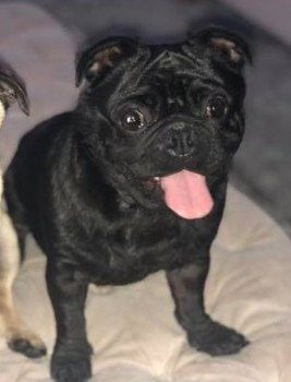 millypod1's tweet image. 🆘#STOLEN  5 DOGS #ScanMe 3 PUGS. 1 French Bulldog. MALES &amp;amp; 
Jack Russell Cross FEMALE (Spayed)
#Hopwas #Tamworth #Staffordshire #Staffs #B78
5 Dogs from 3 different owners were being cared for by a dog sitter. 
doglost.co.uk/dog-blog.php?d…