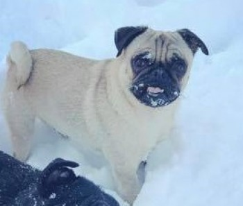 millypod1's tweet image. 🆘#STOLEN  5 DOGS #ScanMe 3 PUGS. 1 French Bulldog. MALES &amp;amp; 
Jack Russell Cross FEMALE (Spayed)
#Hopwas #Tamworth #Staffordshire #Staffs #B78
5 Dogs from 3 different owners were being cared for by a dog sitter. 
doglost.co.uk/dog-blog.php?d…