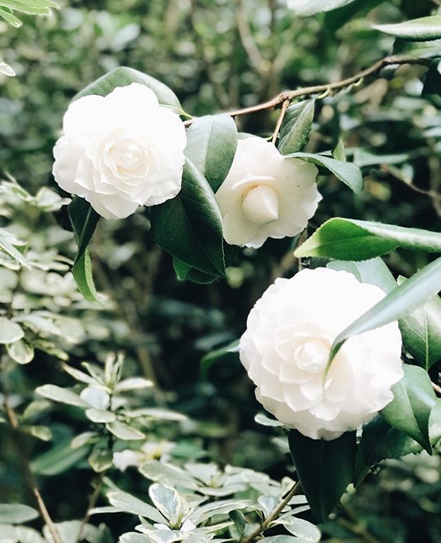 Hello beautiful!

#abitofcharleston #charleston #explorecharleston #chs #chstoday #theeverygirl #traveloften #traveldeeper #pursuepretty #flashesofdelight #abmlifeisbeautiful #abmlifeiscolorful #charlestondaily #historiccharleston