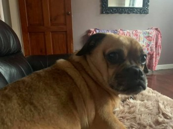 millypod1's tweet image. 🆘#STOLEN  5 DOGS #ScanMe 3 PUGS. 1 French Bulldog. MALES &amp;amp; 
Jack Russell Cross FEMALE (Spayed)
#Hopwas #Tamworth #Staffordshire #Staffs #B78
5 Dogs from 3 different owners were being cared for by a dog sitter. 
doglost.co.uk/dog-blog.php?d…