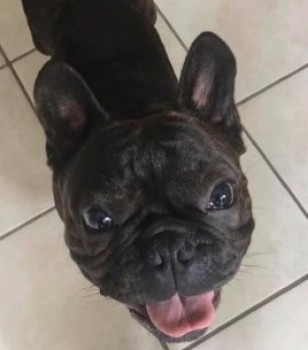 millypod1's tweet image. 🆘#STOLEN  5 DOGS #ScanMe 3 PUGS. 1 French Bulldog. MALES &amp;amp; 
Jack Russell Cross FEMALE (Spayed)
#Hopwas #Tamworth #Staffordshire #Staffs #B78
5 Dogs from 3 different owners were being cared for by a dog sitter. 
doglost.co.uk/dog-blog.php?d…