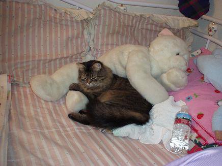 CatFoodBreath's tweet photo. Moogs works with her coach to perfect some last-minute #TourDeCouch techniques.  She hopes to improve her time by a factor of 3% over last year.  Moogs naps for Team #Finland.  
#BetterThanThatOtherTour  #MoreCatsThanThatOtherTour https://t.co/N1AloZE1ms