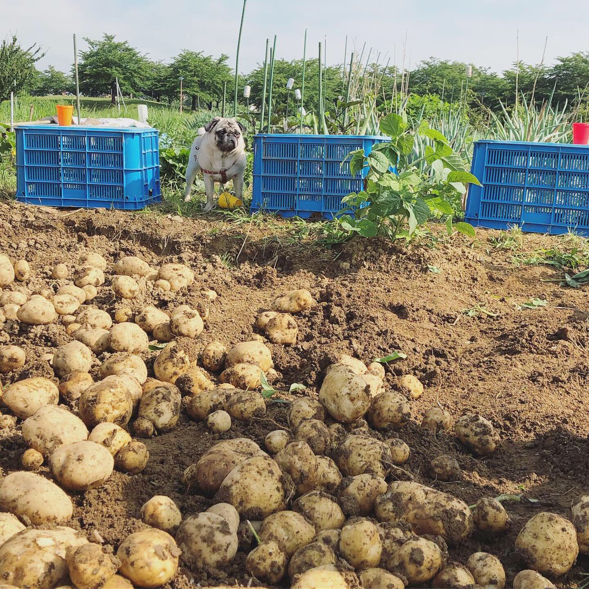 にがおえ工房はりるん Hallyrun Twitter