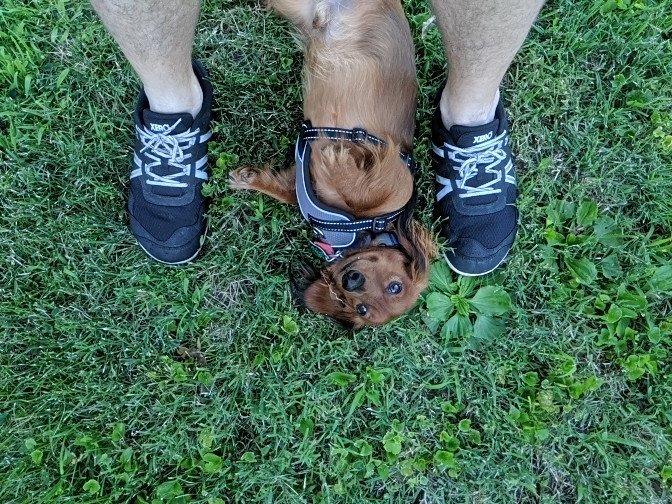 SocialSparky's tweet photo. There once was a sparky named Markey
At the end of the day his feet always hurt 
But when he punches his time sheet
And feels the Earth below his feet 
All of his troubles fade away
And he can get on with his day

Courtesy of @XeroShoes amazing products 
#BadPoetryGreatShoes https://t.co/Erw8Qu4C0d