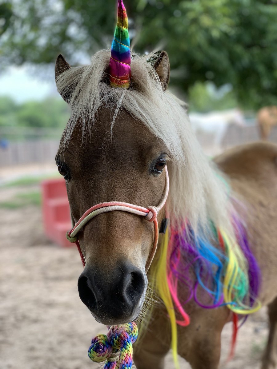 tntranchsales's tweet photo. This is Hollywood 🕶 he is a 7 year old 32 inch gelding pony. He is very sweet he rides alone and great leadline, slow and sweet natured. Good to groom, stands quiet. $1800 Weatherford, TX call or text 254-433-0806 https://t.co/FdiLruIxP2 #unicorn #equine #tntranch #forsale https://t.co/ODd5n3nOdZ