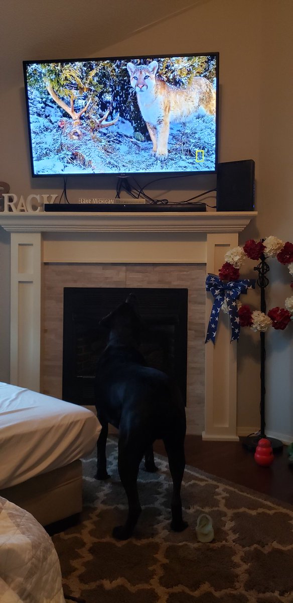 SierraBrack's tweet photo. @NatGeoChannel 
#dogsofyellowstonelive https://t.co/3SRz5uhQDB