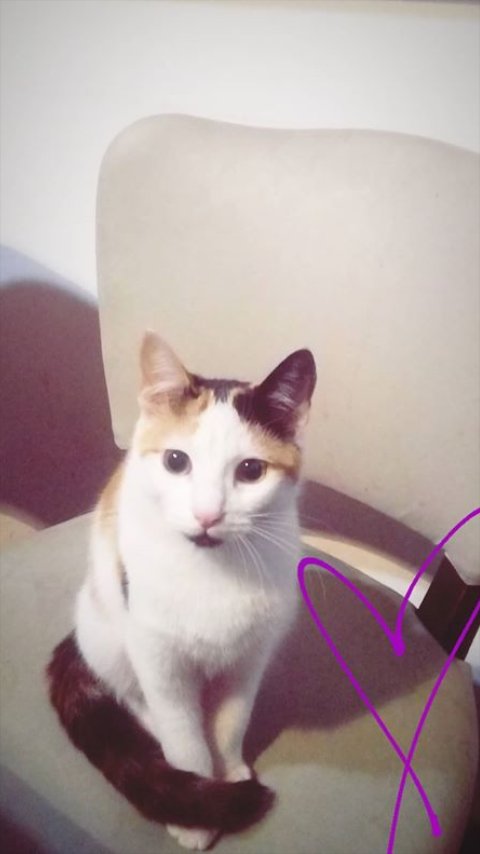 Hola gente, mi gata de Dolores sigue desaparecida. Si alguien la vio por favor! Comuníquense conmigo. Ayúdenme a difundir para que vuelva a casa🙏🙏