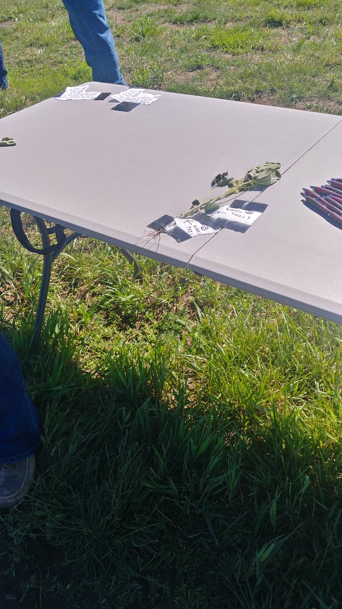 Lindsey Berg tweet media