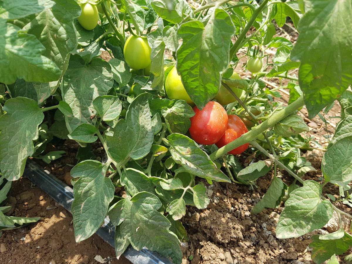CAALGNL's tweet photo. Visite aujourd'hui de la Moderne Pépinière BAHA de Mouzaïa en compagnie de notre partenaire NABC et cela afin de promouvoir l'agriculture algérienne au Pays-Bas. https://t.co/psyX66es0P