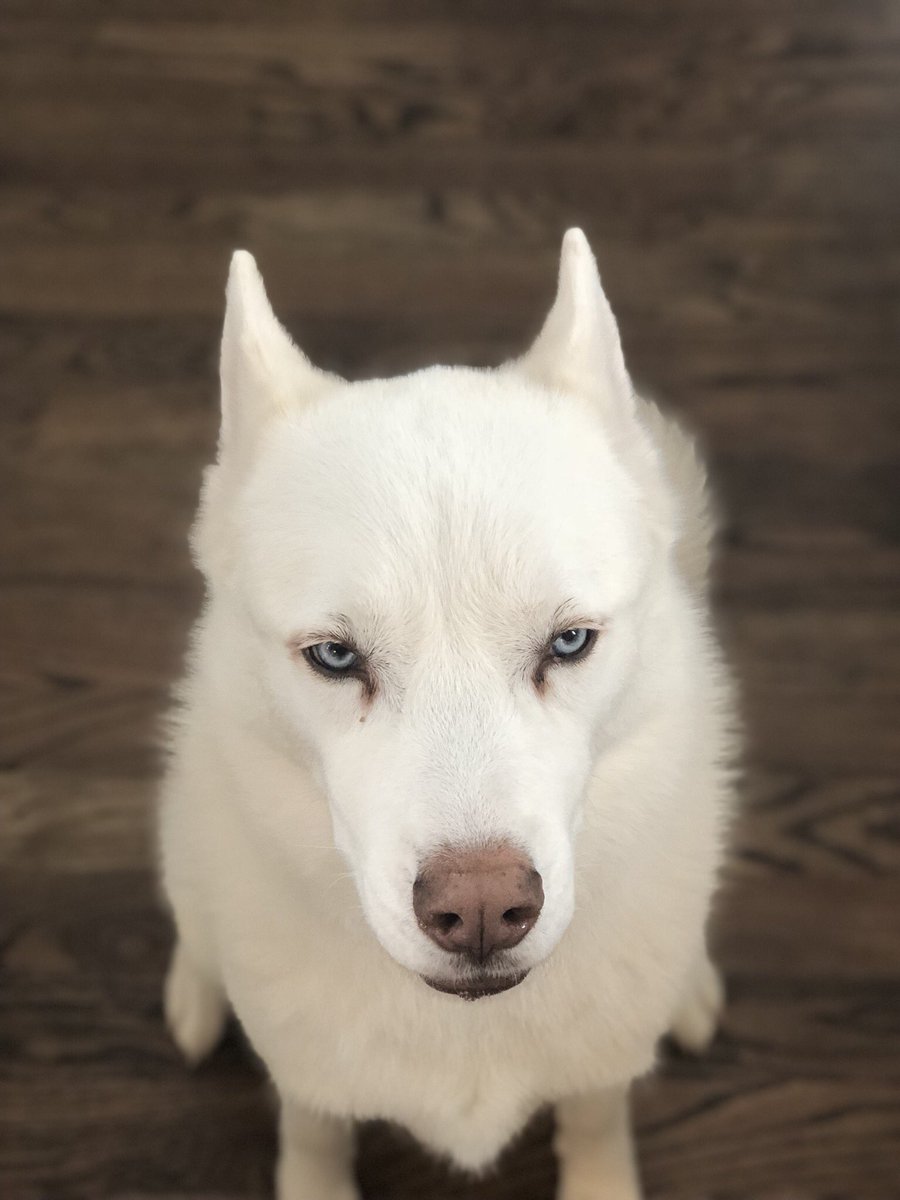 Cody Rhodes tweet media