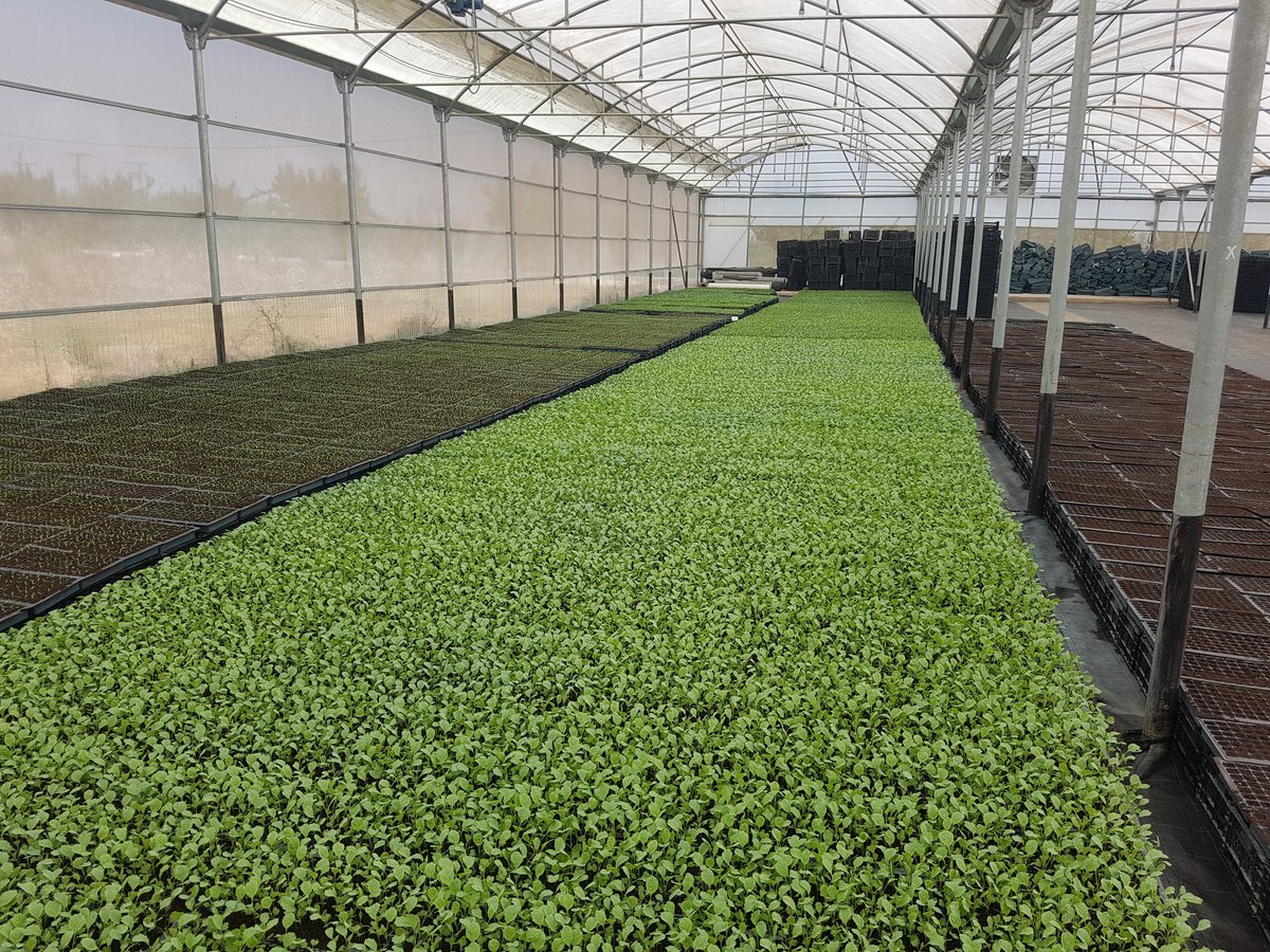 CAALGNL's tweet photo. Visite aujourd'hui de la Moderne Pépinière BAHA de Mouzaïa en compagnie de notre partenaire NABC et cela afin de promouvoir l'agriculture algérienne au Pays-Bas. https://t.co/psyX66es0P