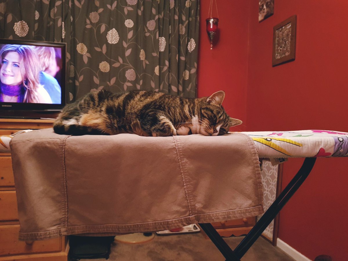 MsEmJam's tweet image. She was such a character #RubyCat