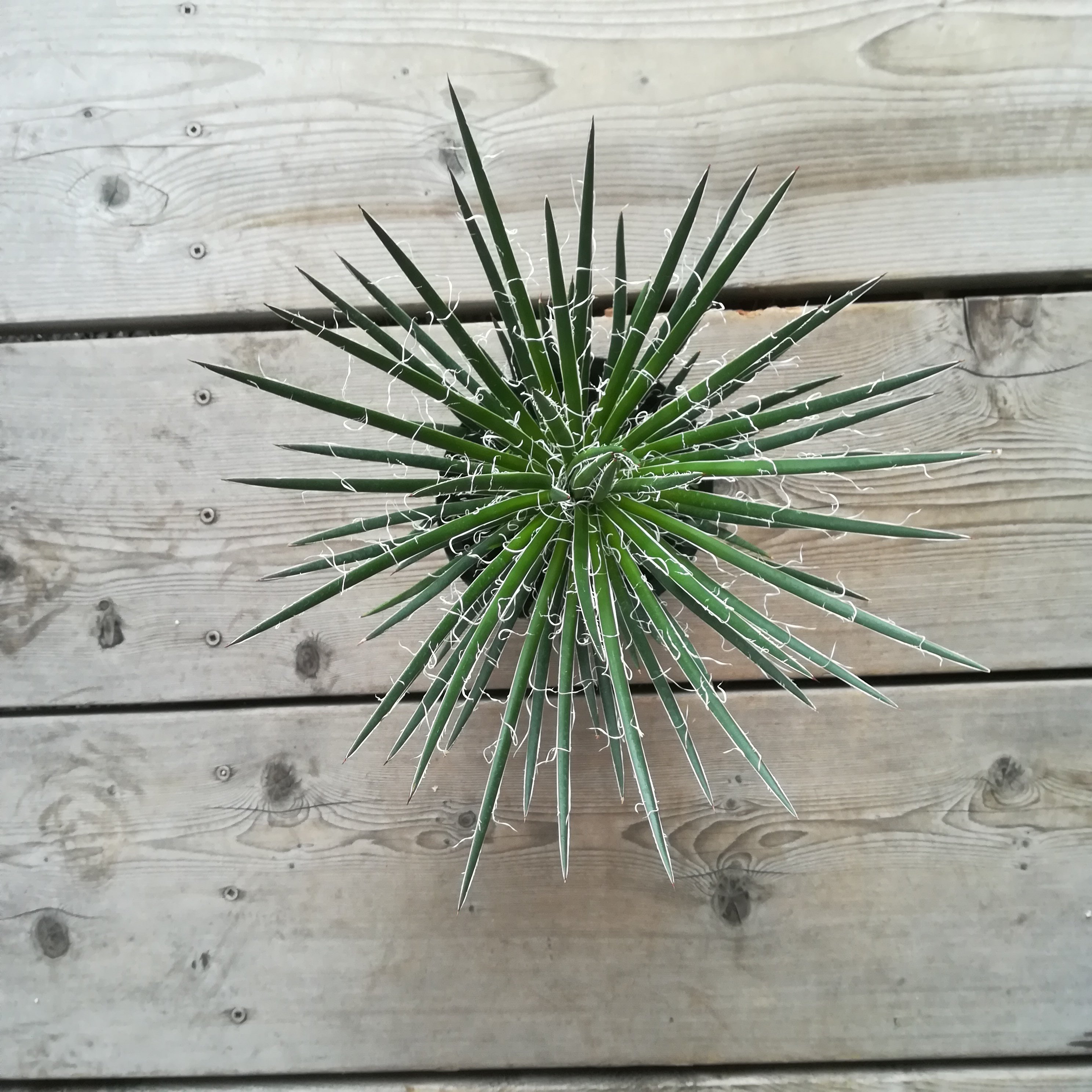 Tweets With Replies By Home Plants Homeplantskobe Twitter