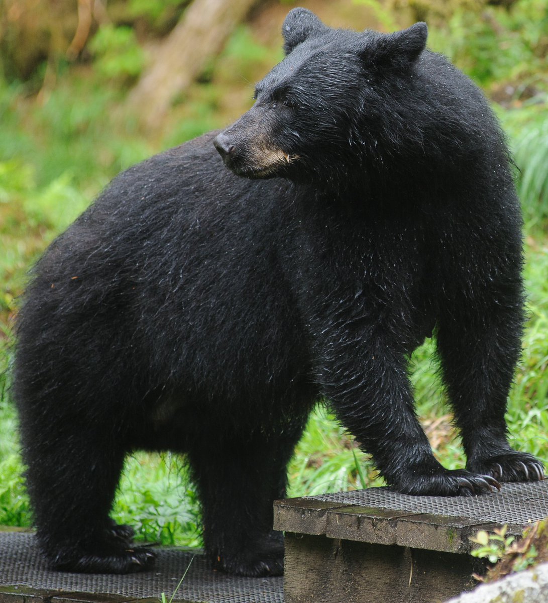 TongassNF's tweet photo. Visitors may request the last of the daily permits for the #Anan Wildlife Observatory this summer. There are four permits per day for the remainder of the summer. These permits need to be requested in person at the #Wrangell Ranger District. https://t.co/Ryyw8F0p88 #Tongass https://t.co/hbQmep1rgk