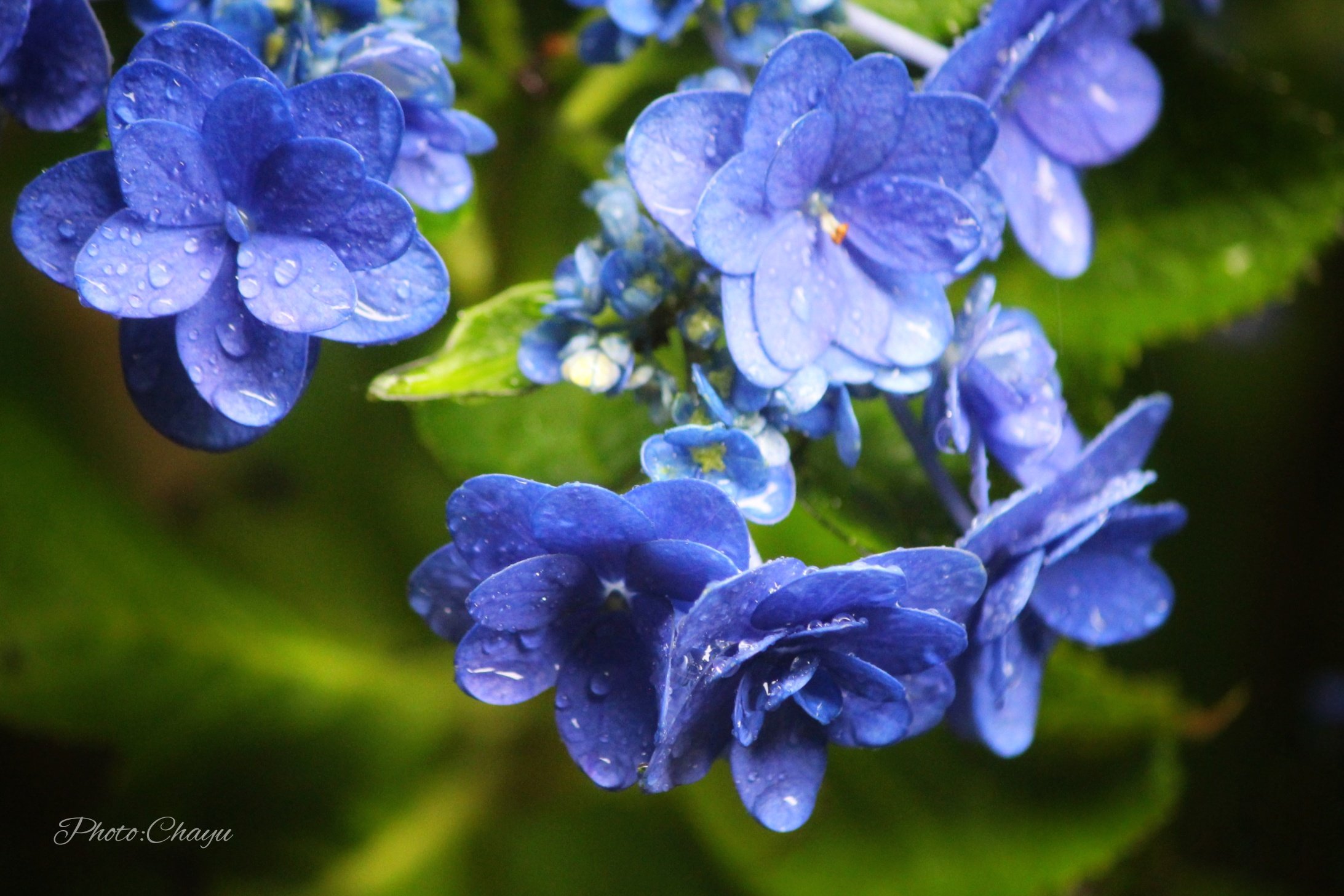 Chayu Good Morning 卑弥呼という名の 美しい紫陽花でした おはよう 紫陽花 卑弥呼 北鎌倉古民家ミュージアム T Co Ufqklnlj9s Twitter
