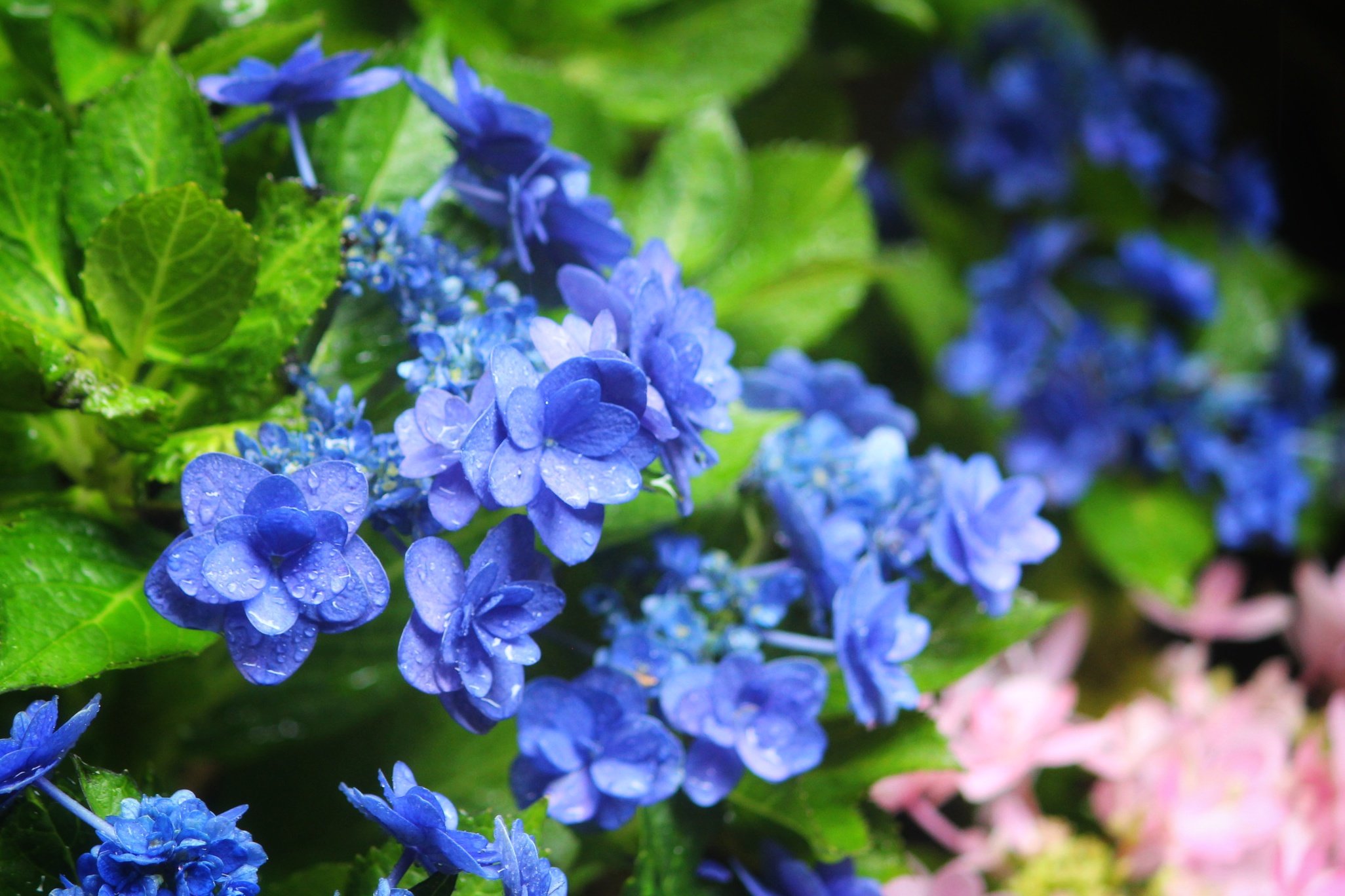 Chayu Good Morning 卑弥呼という名の 美しい紫陽花でした おはよう 紫陽花 卑弥呼 北鎌倉古民家ミュージアム T Co Ufqklnlj9s Twitter