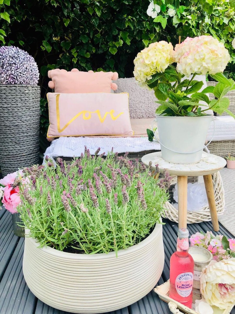 GetpottedCom's tweet photo. Lavender in bloom😍 https://t.co/S7kD1xqqay