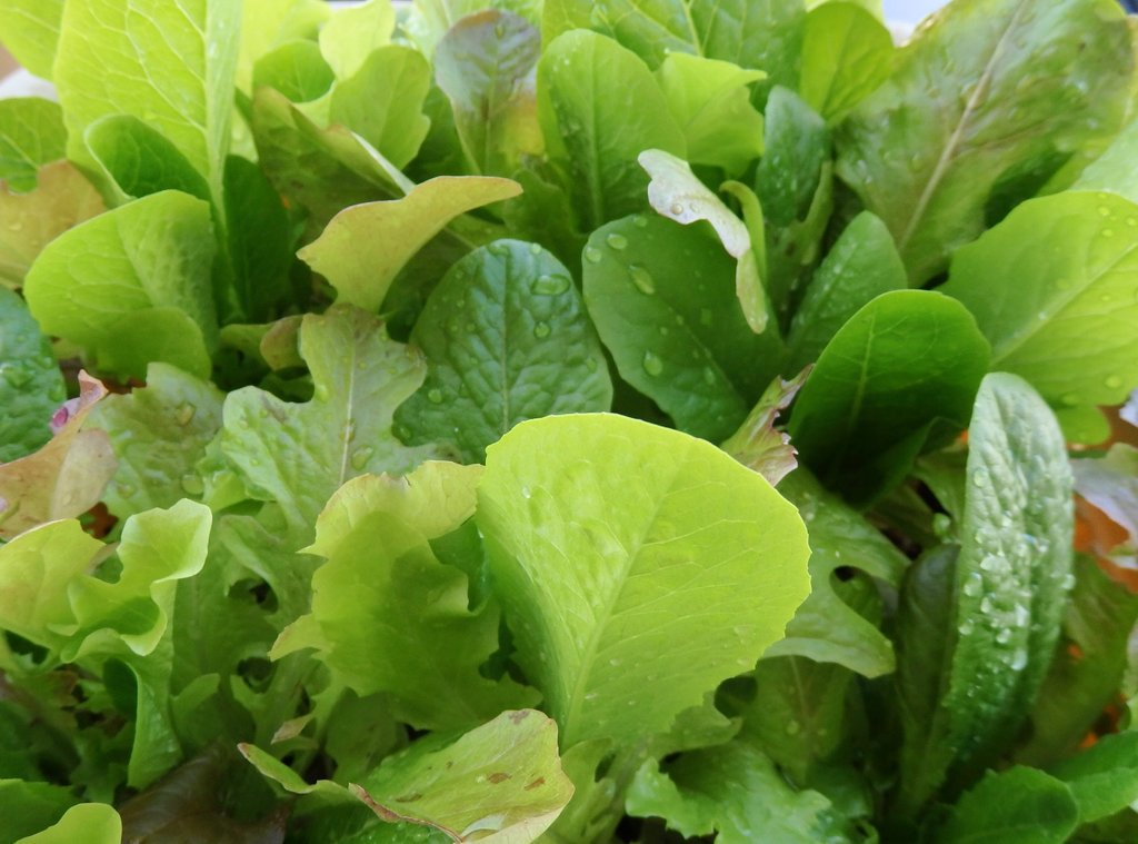 Elegano0's tweet photo. 朝もぎサニーレタス💚
#SunnyLettuce #エレガノ農園 https://t.co/dcdv4UJIJh