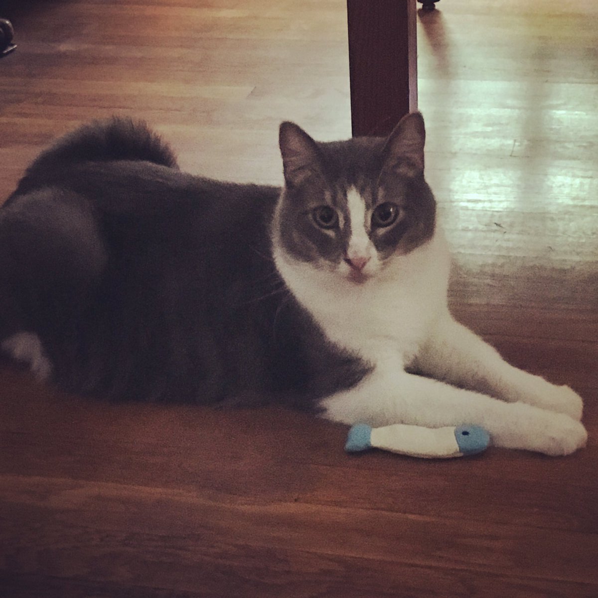 startrekcon's tweet image. Meet my new feline housemate Geordi. He's not ready to play yet but at least isn't hiding under the couch like his older BFF Miles