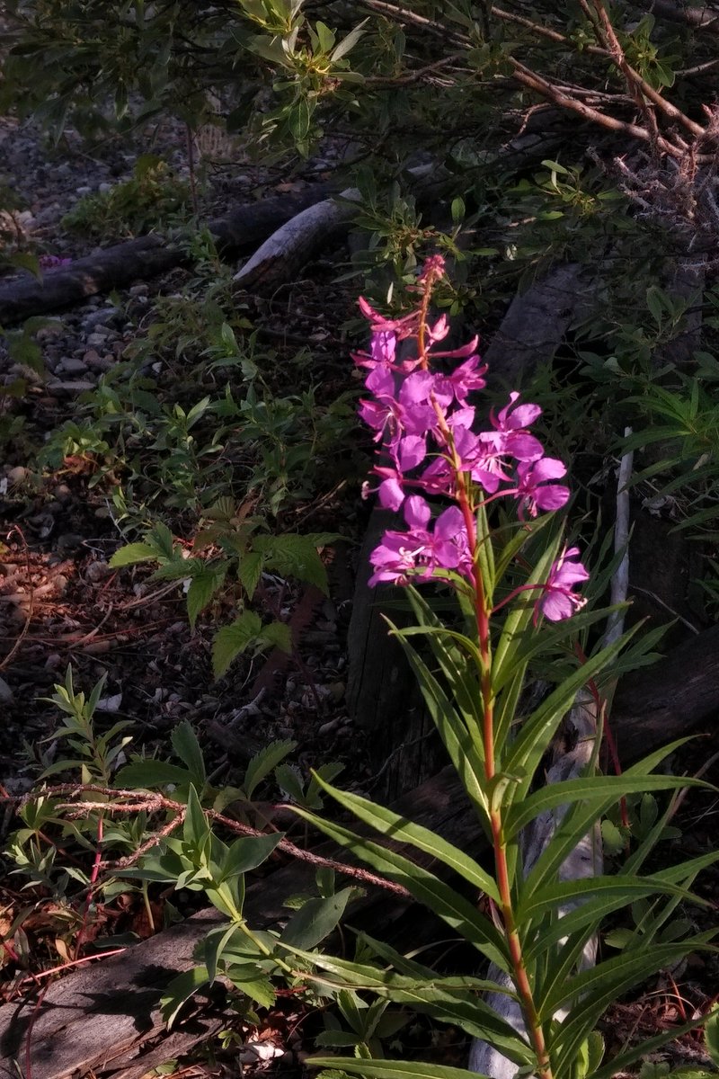 The beauty of fireweed season