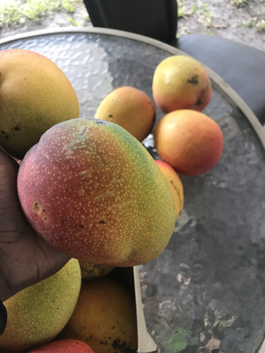 mdxpressions's tweet photo. These mangoes be saving lives right now. https://t.co/Pa6Sm28nt1