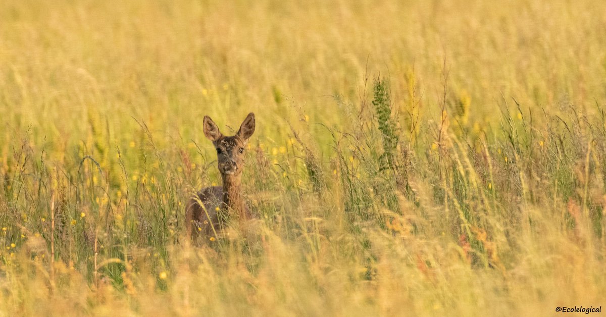 Roe deer, Papercourt Meadows @SurreyWT @WildlifeTrusts @wildlife_uk @Mammal_Society @iNatureUK @Britnatureguide