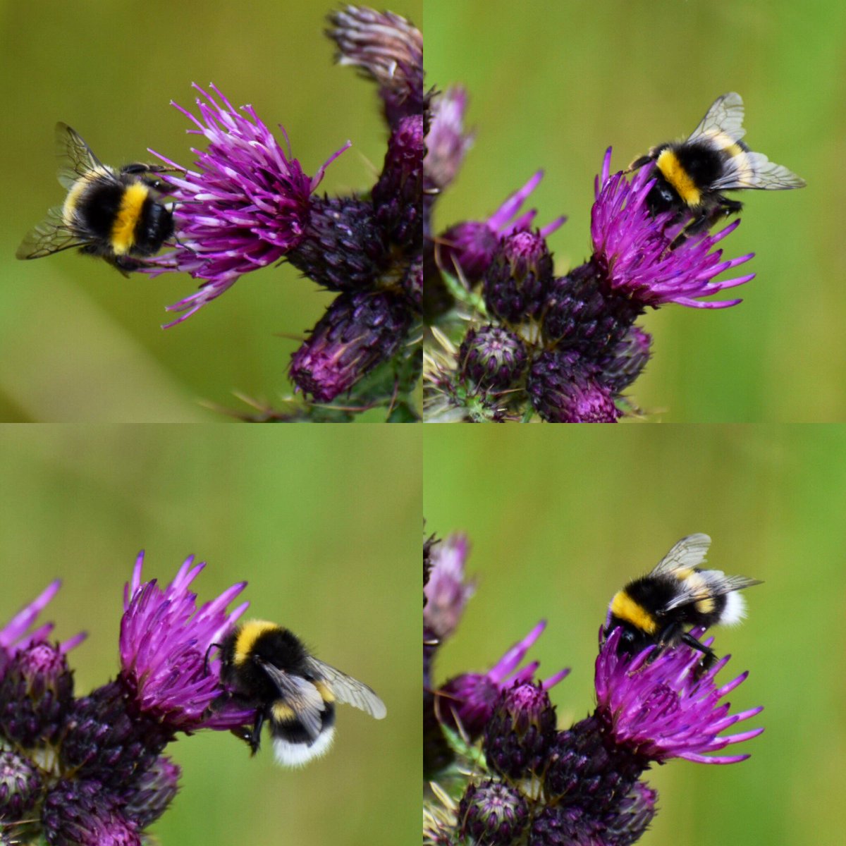 SaveOurSparrows's tweet photo. #Bees on #MilkThistle today .. love these prickly #Purple #Wildflowers & the #Bumblebees were as gorgeous as ever. a
#DailyBee #Nature #Bee π#Biodiversity ππ³π¦ https://t.co/xm45nv3mik
