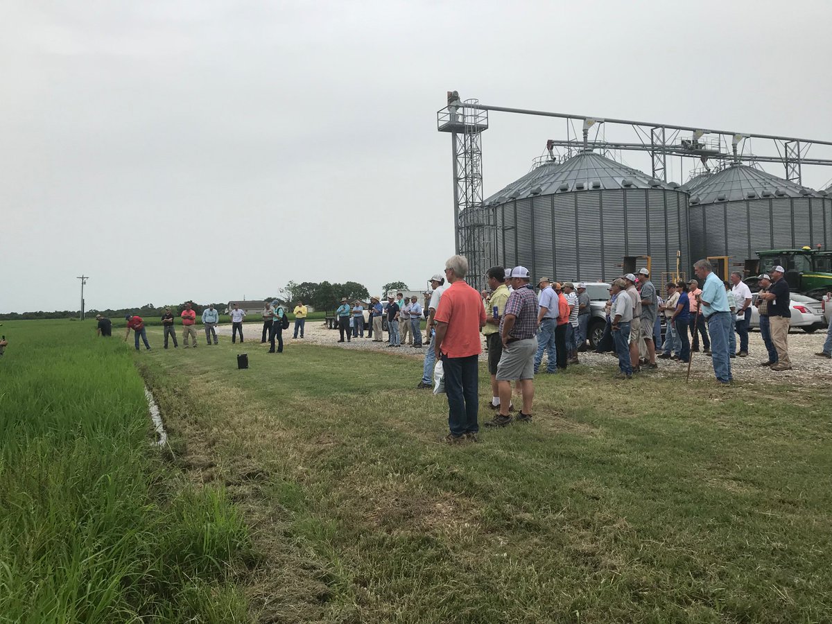 HorizonGM's tweet image. Excellent turnout for Horizon Ag Louisiana Field Day!  #Provisia