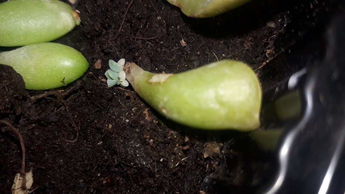 que_ps's tweet image. 10 weeks update!! #succulents #propagationnation #succulove  #plantmom #greenlove #pandaplant #topsyturvy #sedum