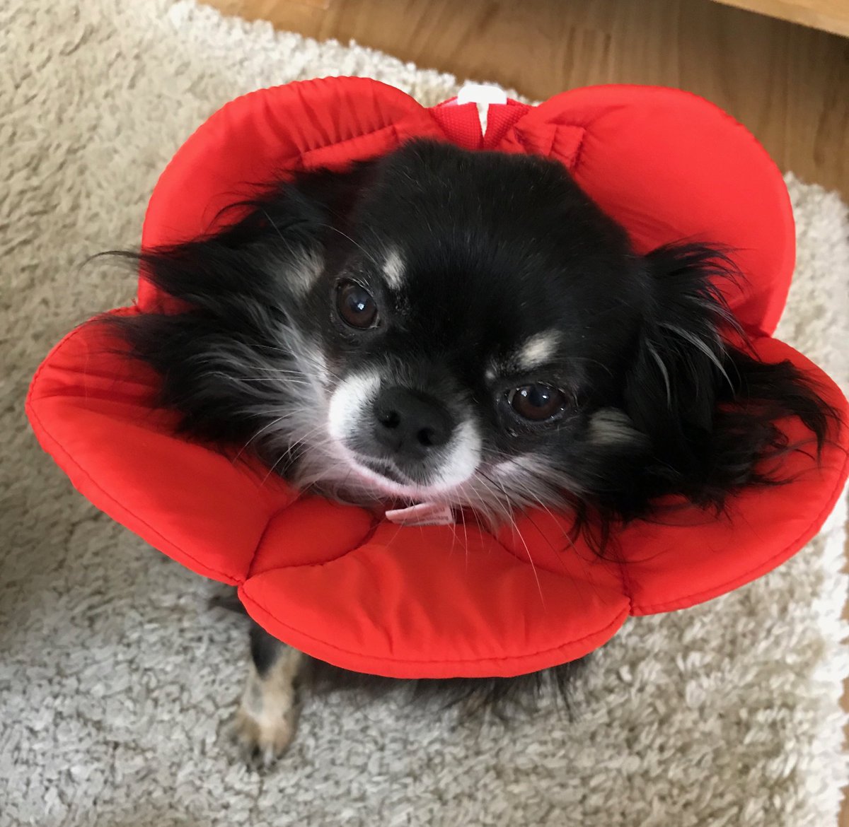 Foxeythedog's tweet photo. Mum went out to dinner with Moley’s mum who told her that I could be wearing this instead of my horrible halo..... I told her that there must be a more comfortable alternative but then I am not a chiahua! My eye is slowly improving! https://t.co/gvKk43Gtuc