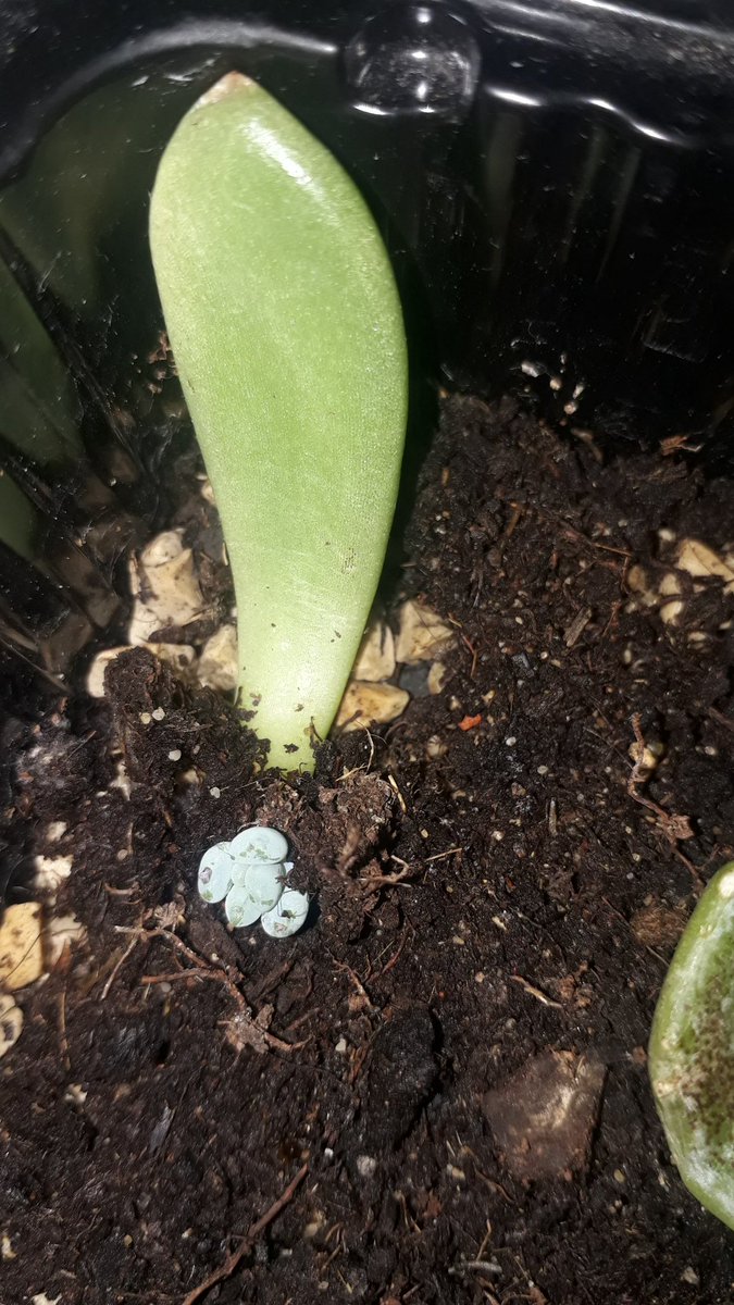que_ps's tweet image. 10 weeks update!! #succulents #propagationnation #succulove  #plantmom #greenlove #pandaplant #topsyturvy #sedum