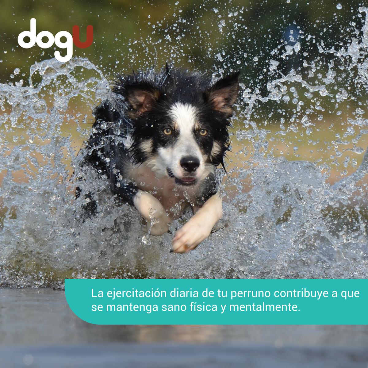 DogUapp's tweet photo. Todos los perros deben realizar actividad física, siempre adaptada a sus características particulares, (raza, edad, etc.) #DogU #LaAppQueLeDaVozATuPeludo #DescárgalaYa 
📲https://t.co/LZw7xYUc4K https://t.co/zbBrcXo6zA