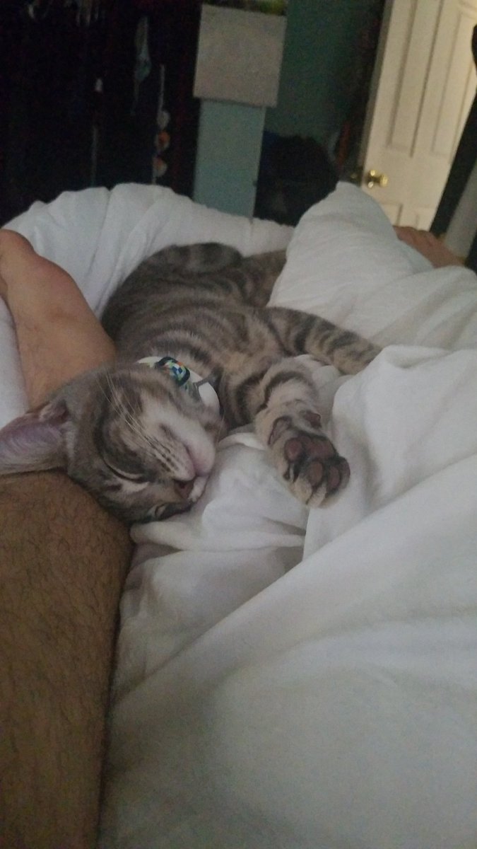 //also I impulsively adopted a kitten

//my inner Libra is that bad

//his name is Earl Gray